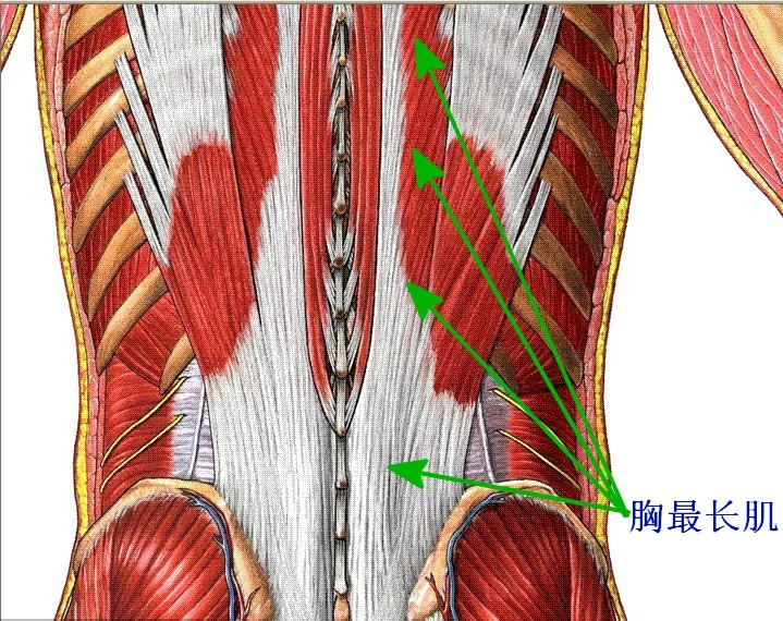 【高清圖解】醫學實用解剖學