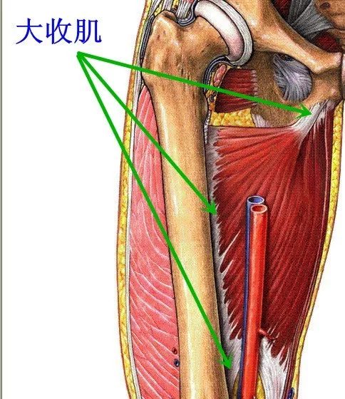 50. 長收肌 肌連接:上方,恥骨聯合和恥骨嵴.
