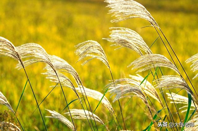 不是陪着x过x,可以有个稍微美丽点儿的名字,比如我的一篇《苇叶船》