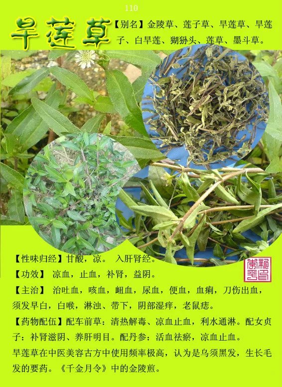 中草药300种图谱(中)