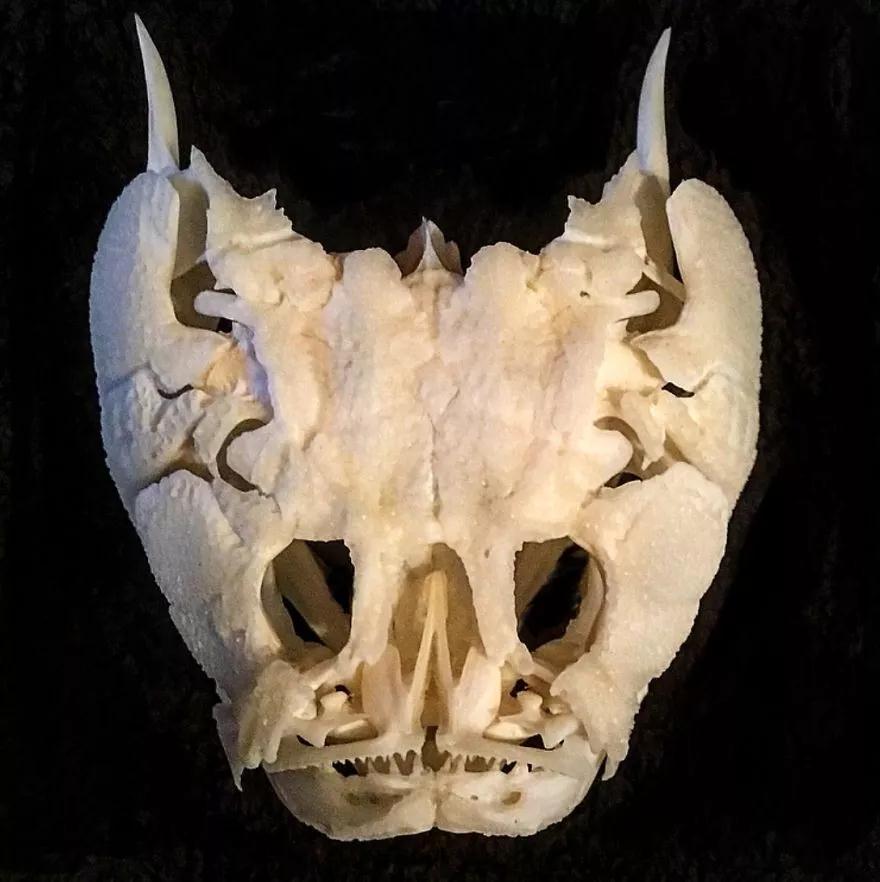 瞻星鱼的头骨,这是一种凶猛的鱼