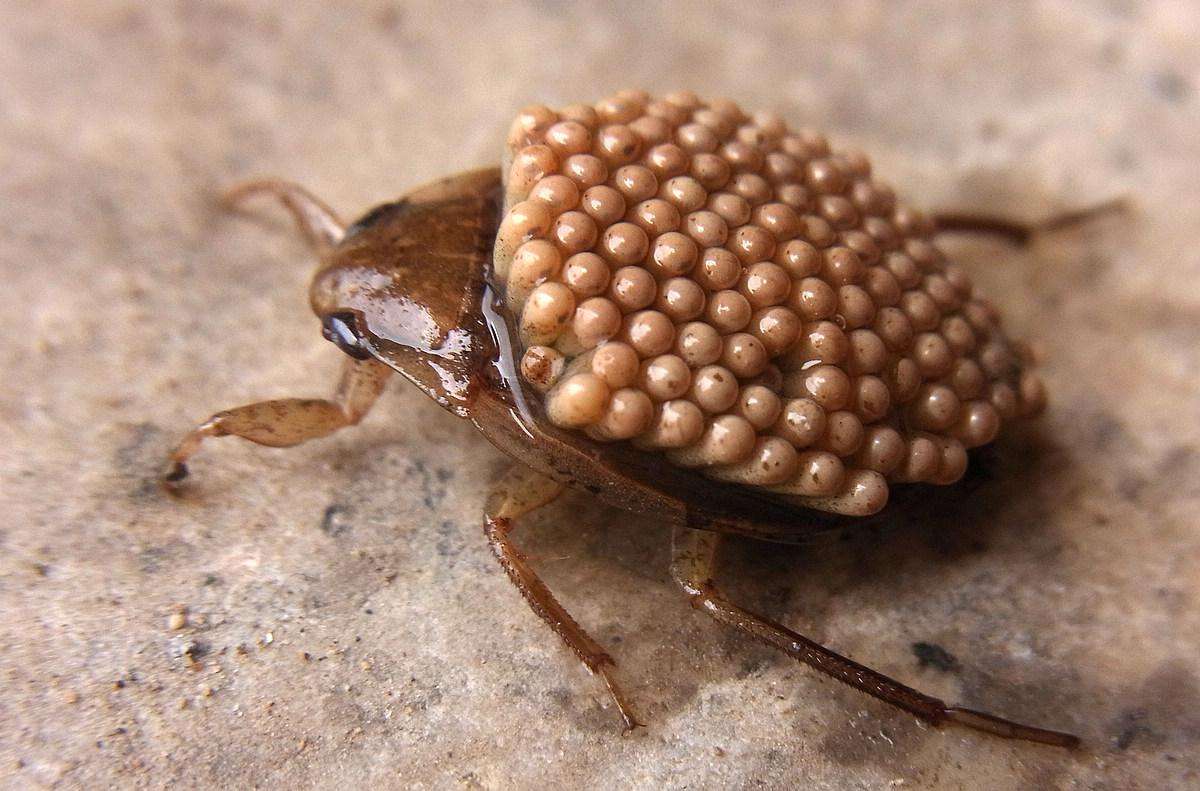 第七名.负子蝽,是一类性格凶猛的捕食水生昆虫,以吸取猎物的体液为食.