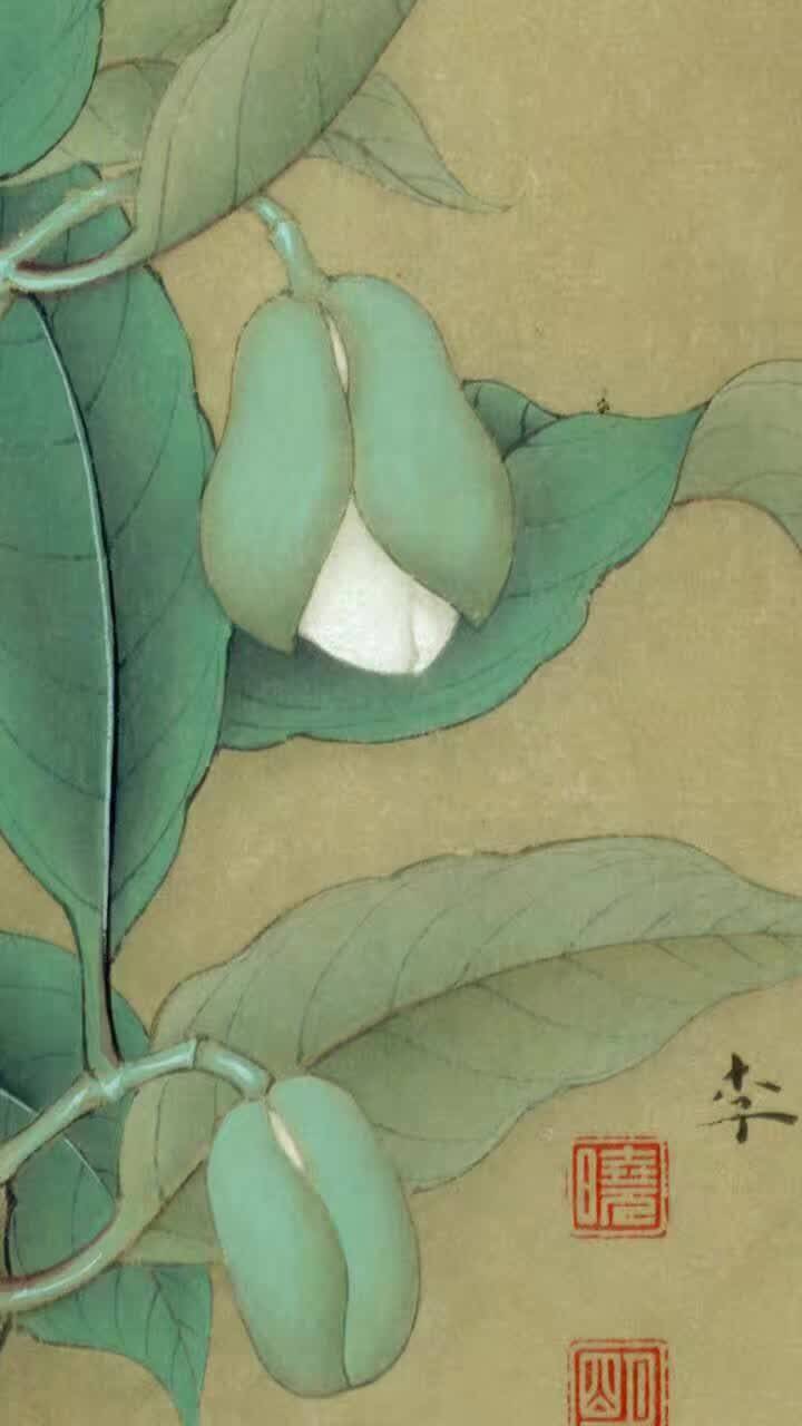 李晓明临宋夜合花图附高清局部图及绘制步骤