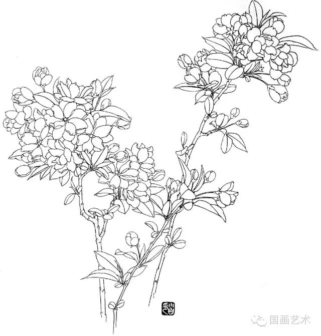 白描花卉寫生下