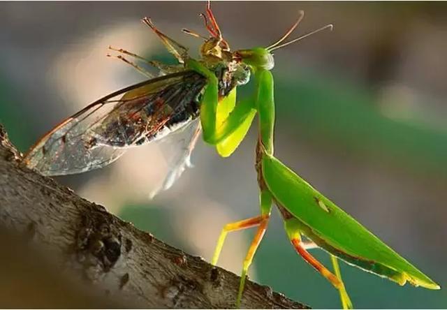 暮蝉就是最美的夏末秋初诗词