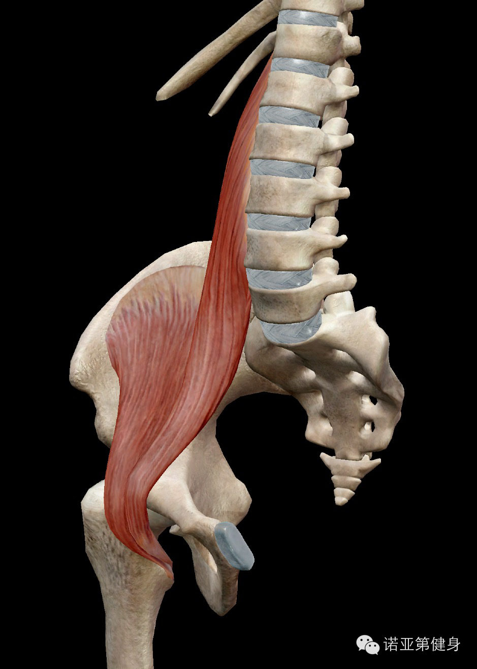 腰大肌在髂窝与髂肌相连形成髂腰肌,是人体最重要的骨骼肌之一,不仅