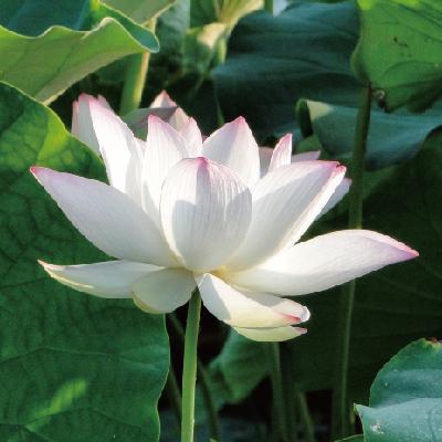 15张绝美的花儿图片非常适合拿来当微信头像壁纸喜欢就收藏吧