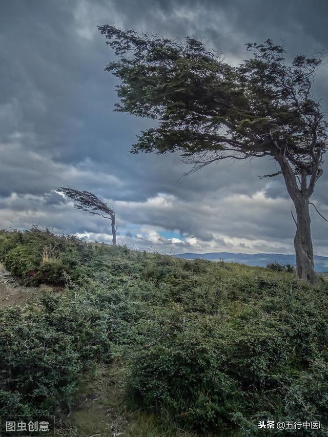 狂风中的一棵树