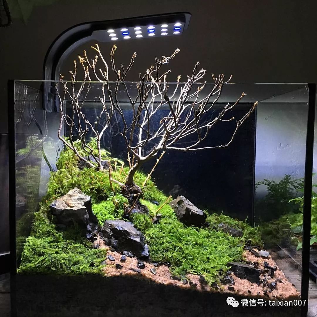 世界顶级苔藓微景观造景学了就是自己的