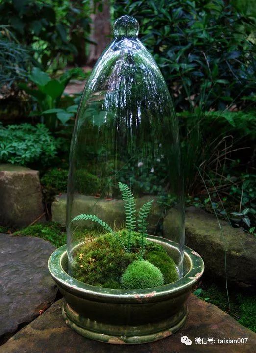 世界顶级苔藓微景观造景学了就是自己的