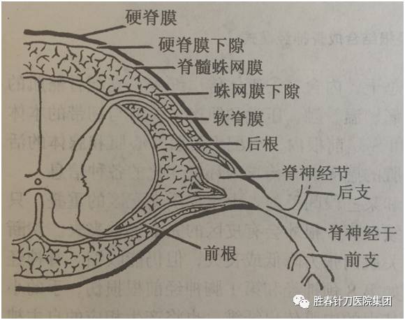 (脊髓的被膜与神经根的关系)不与脊神经中的神经周围间隙和淋巴管相通