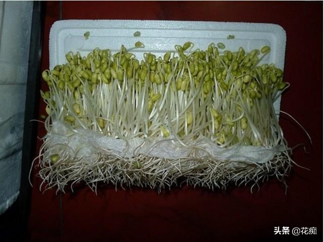 用泡沫箱生绿豆芽图解图片