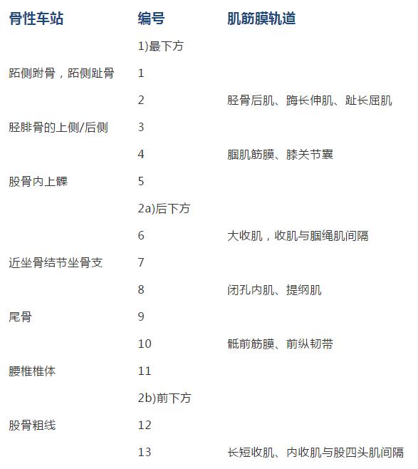 「康复技术」人体12条筋膜链解析及具体手法操作