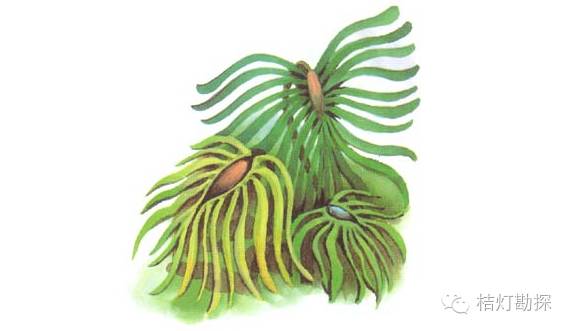 你所没见过的古生物图谱(彩色版上)