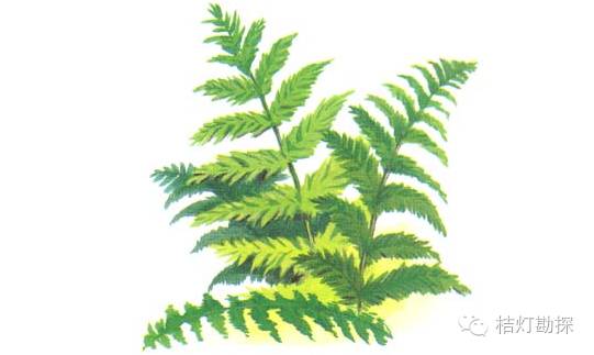 因为它的叶子呈羊舌状,所以叫"舌羊齿".