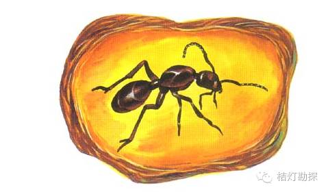 古蚂蚁