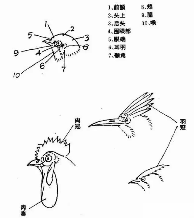 2.鸟类的头部结构.1.