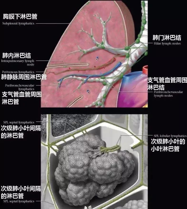 每日晨讀經典重現肺結節病