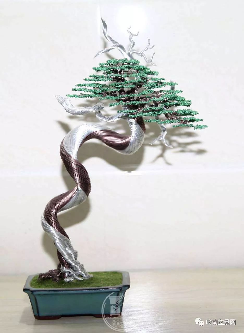 舍利干形格柏树盆景——金属丝盆景工艺