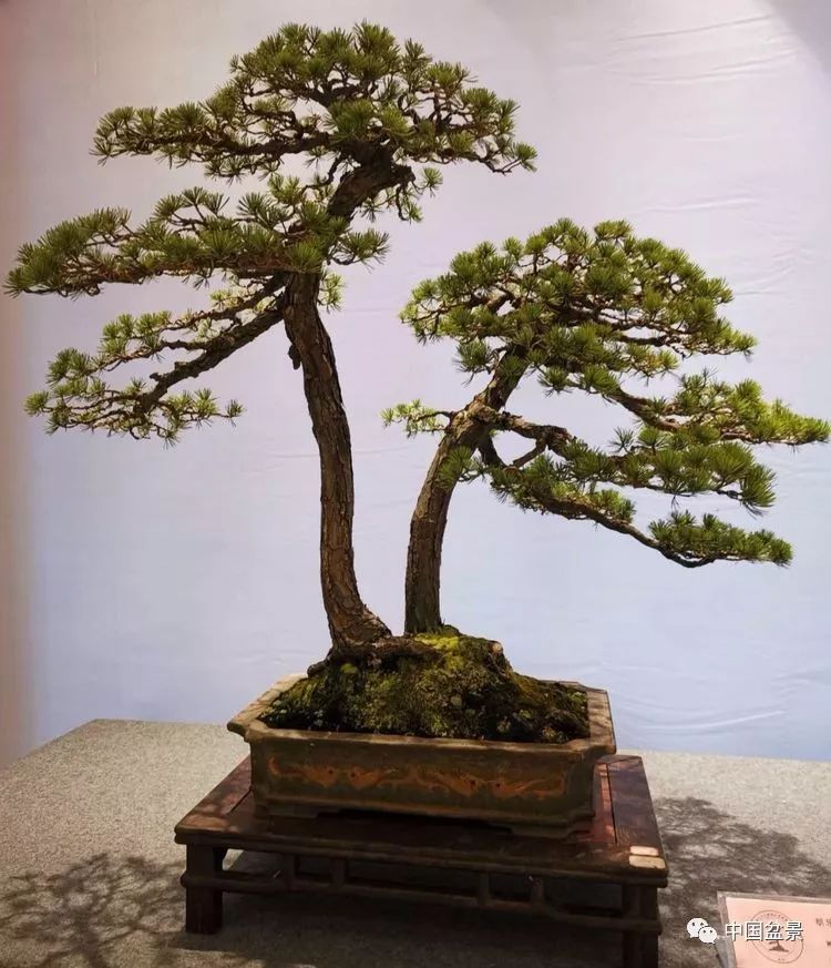 中国松树盆景大师图片