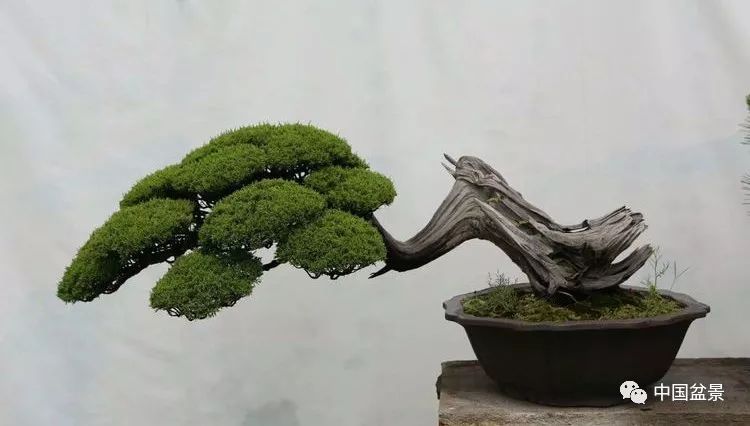 高干垂枝字万钧,千秋范本铸松魂——追思中国盆景艺术大师胡乐国