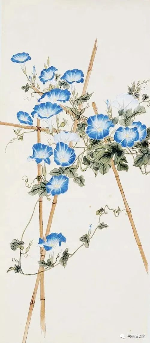 国画中的牵牛花美不胜收