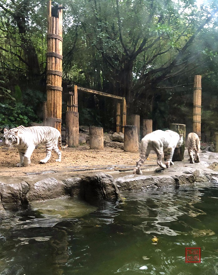 原原創遊廣州長隆野生動物園十七