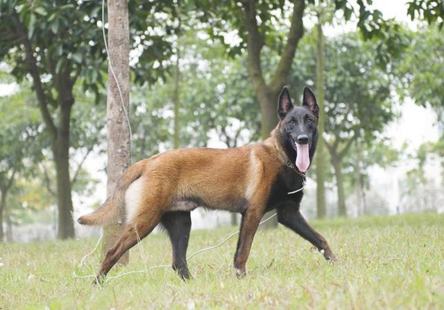 别看马犬在军警界好像都是比较凶猛的样子,其实马犬对小孩子的容忍度