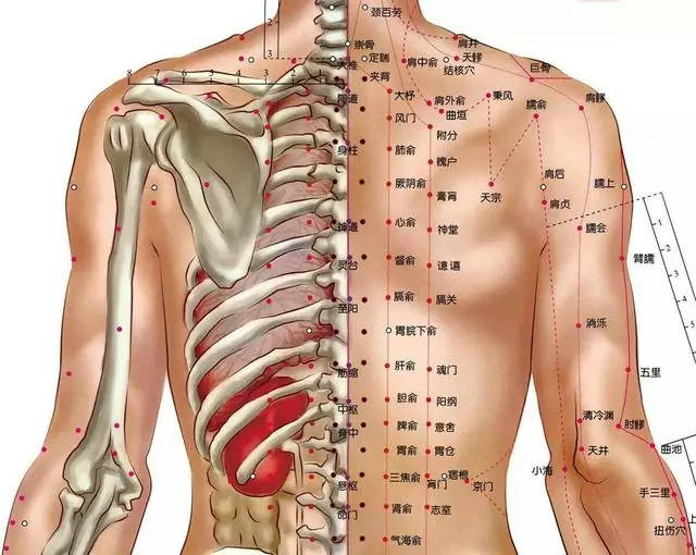 人体背后的经络结构图图片