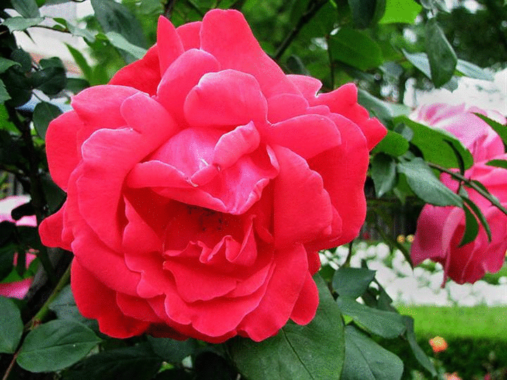 720_540gif 动态图 动图