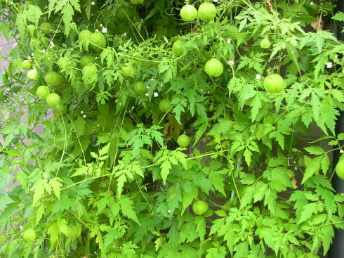 治疗皮肤病良药三角泡扛板归千里光