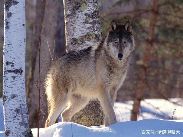 狼道教你成為強者想成大事要掌握10種狼性思維