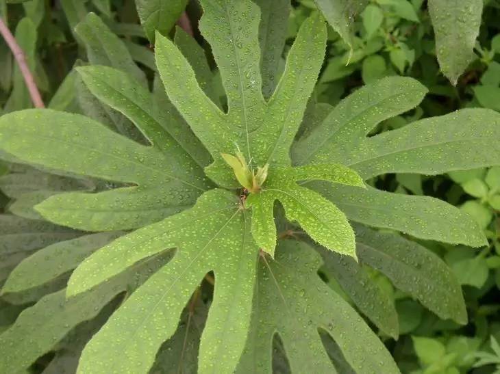 每日一学草药8五指毛桃