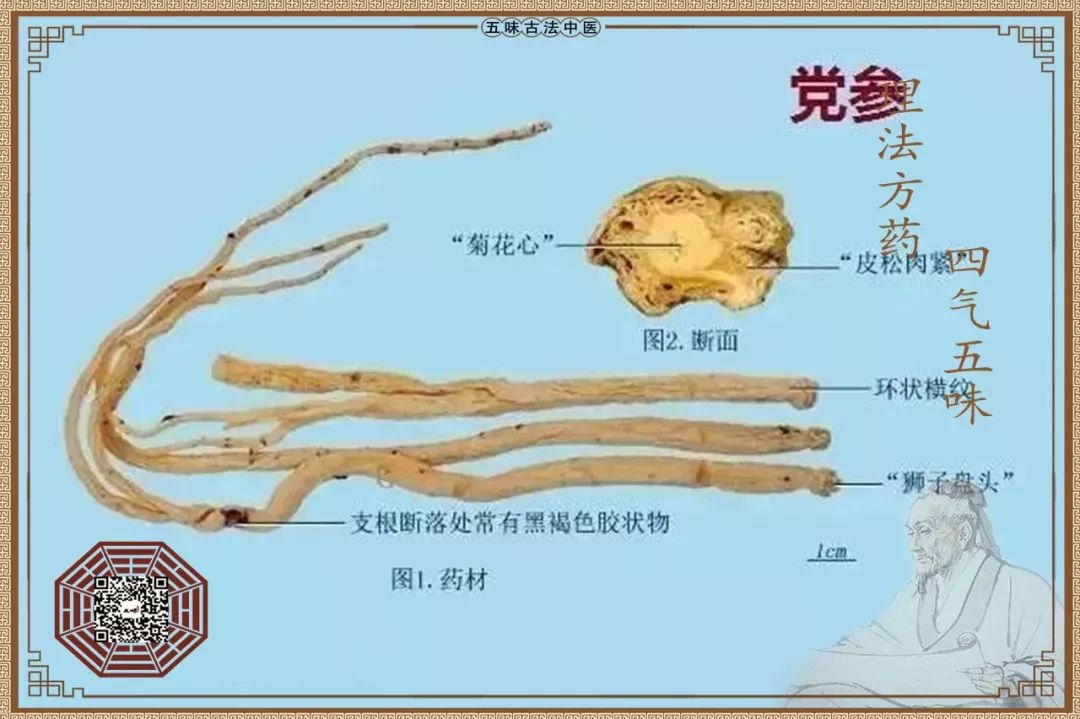 党参能代替人参吗