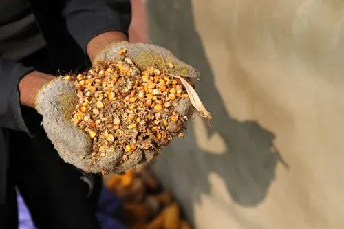 由于农户储存设施简陋,烘干能力不足,缺少技术指导等原因导致的粮食