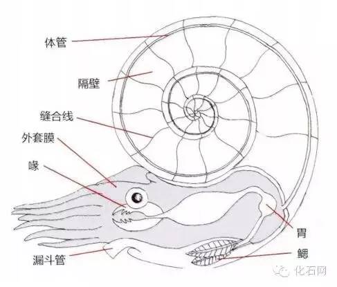 头足类动物的兴衰史