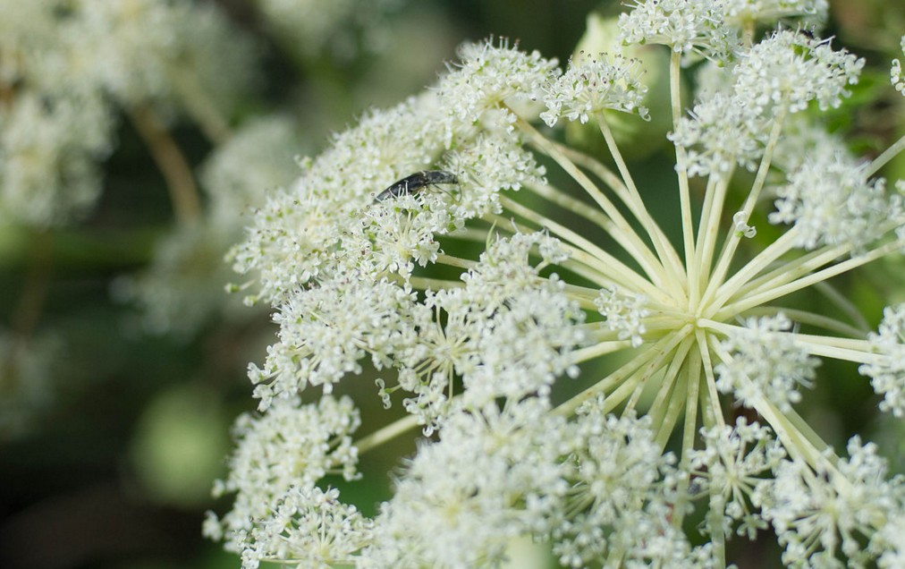 全国名中医王庆国白芷止痛疗鼻病