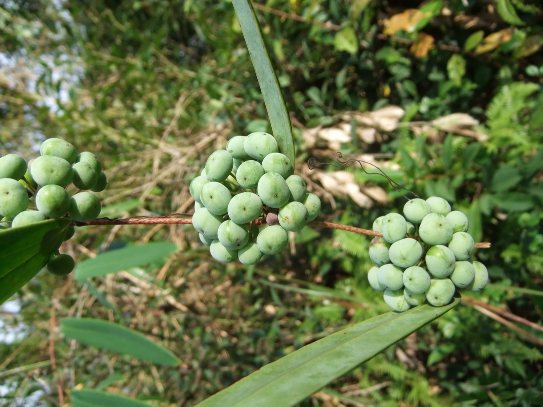 一两土茯苓一两金一味土茯苓用的好4种病症皆可治