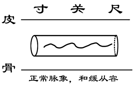 一目了然图解脉诊干货满满内附脉象示意图