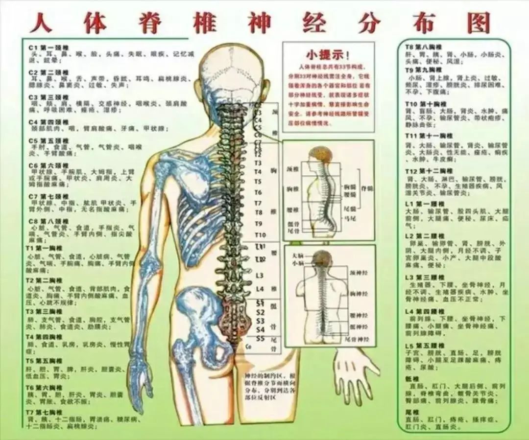 胸椎体表定位标志图片