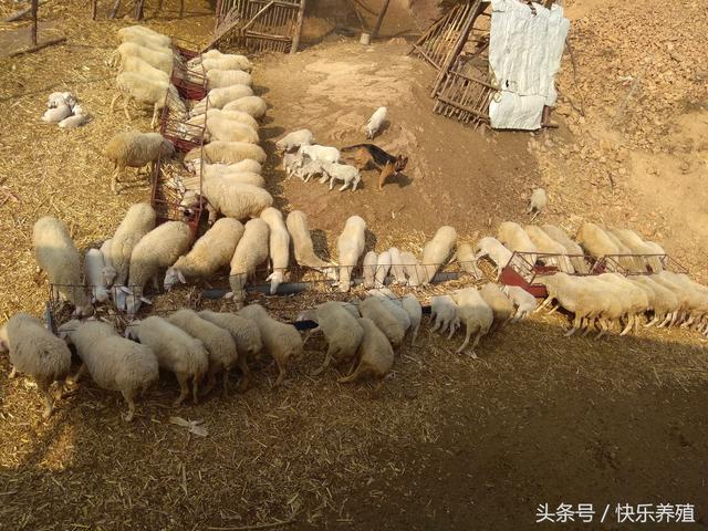 养10只羊的成本与效益分析,看完你会去养羊吗?