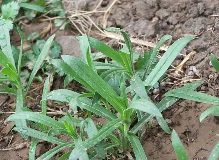 杂草图册26种阔叶杂草11种尖叶杂草