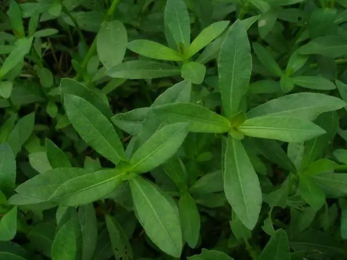 杂草图册26种阔叶杂草11种尖叶杂草