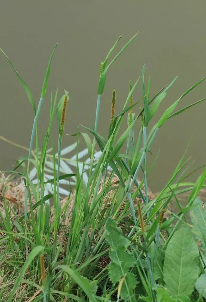 杂草图册26种阔叶杂草11种尖叶杂草