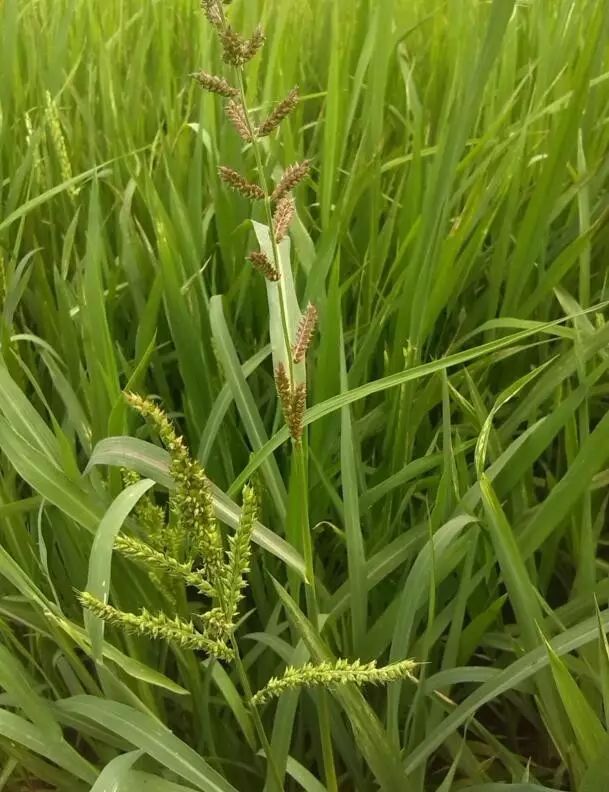 杂草图册26种阔叶杂草11种尖叶杂草