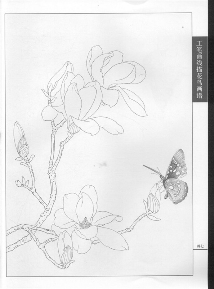 工笔画线描花鸟画谱 蝴蝶篇(下)