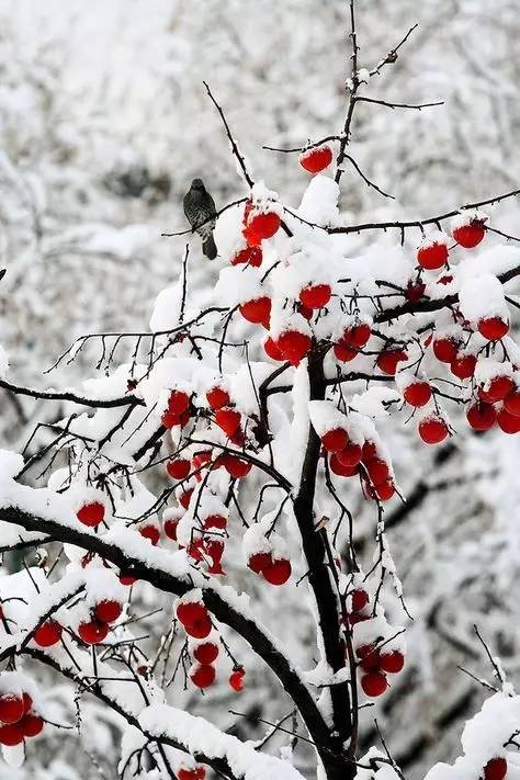 中国文化柿子事事如意