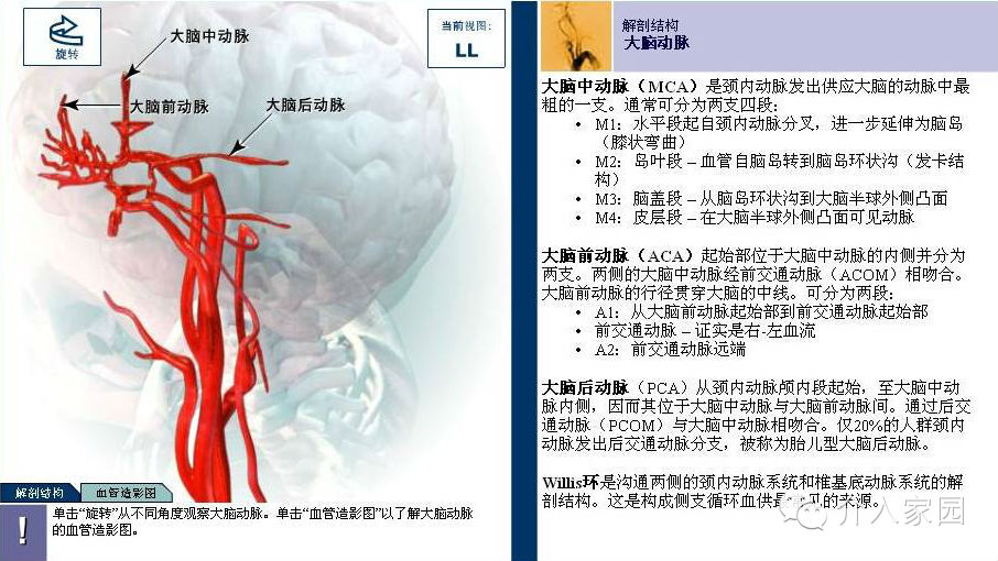 腦動脈解剖圖譜dsa模型