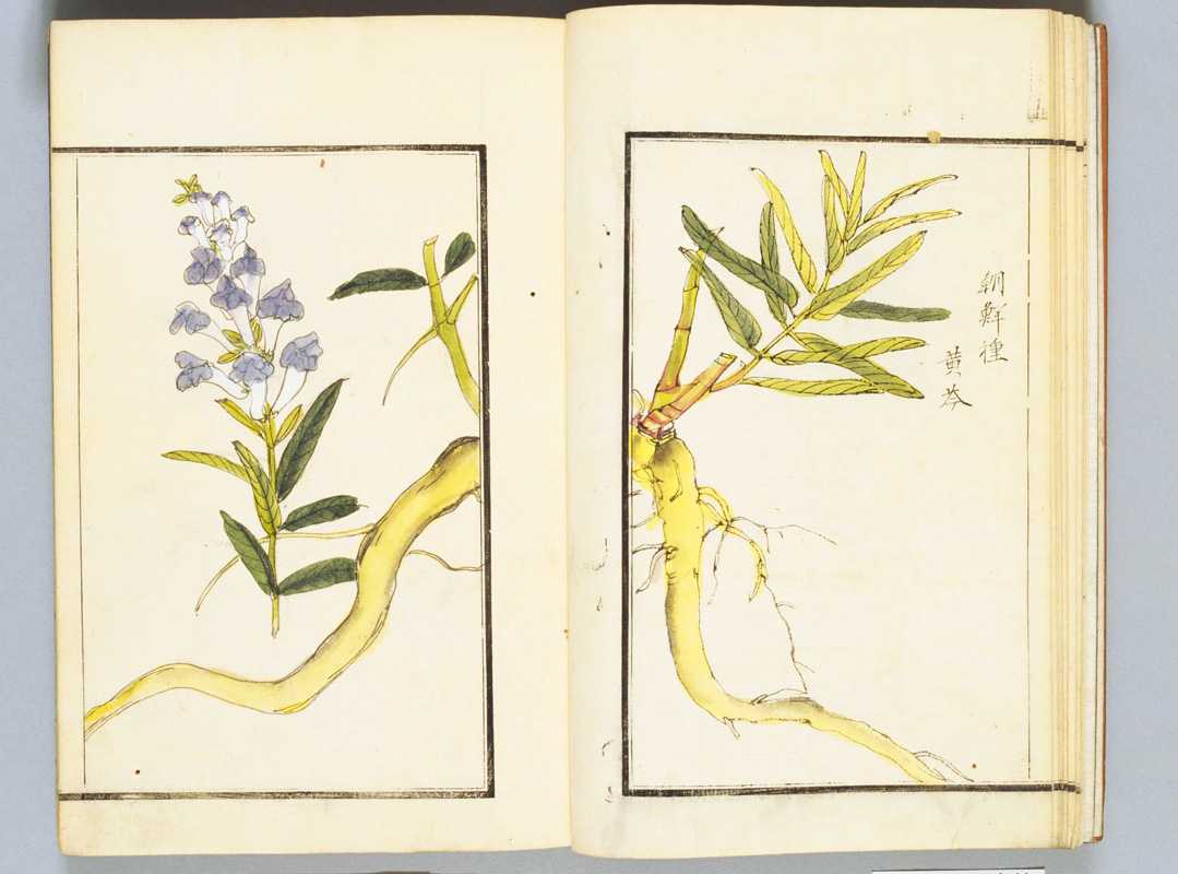 古书籍本草图汇18册31卷写绘本2