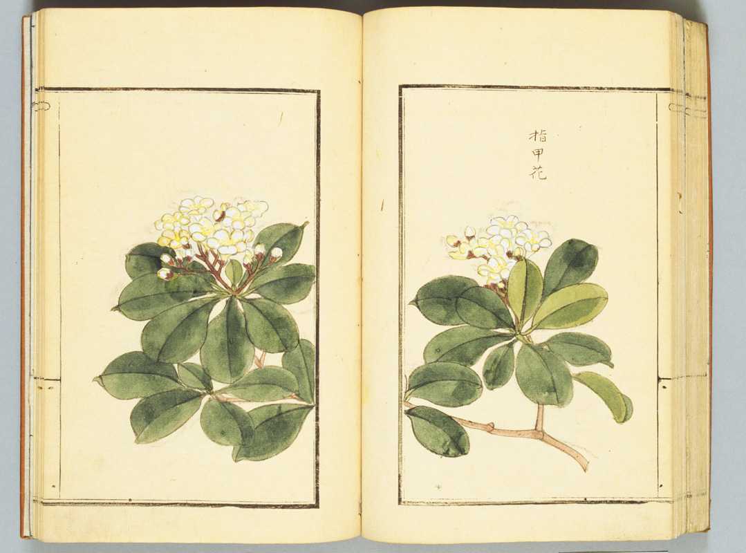 古书籍《本草图汇》18册·31卷·写绘本 2